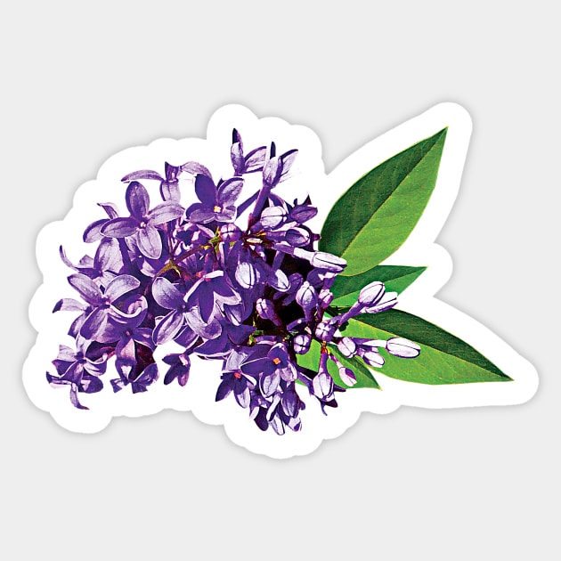 Lilacs - Cluster of Purple Lilacs Sticker by SusanSavad